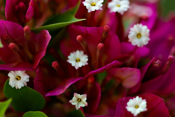A close up of a colored flower