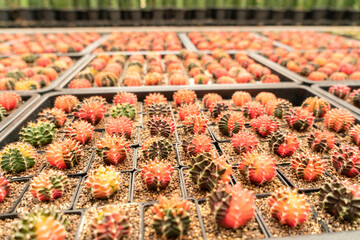 Colorful cactus growing on the farm.