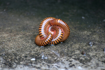 Millipedes are curling up, caressing to breed.