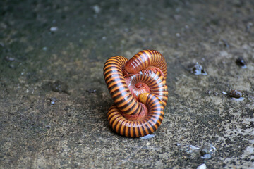 Millipedes are breeding on the floodplain.