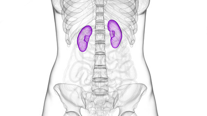 3D Rendered Medical Illustration of Female Anatomy - kidneys.