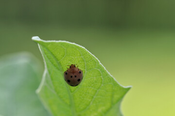 Ladybugs hide from the hot sun behind the leaves.