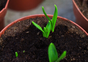 Young green seedling sprout in soil pot