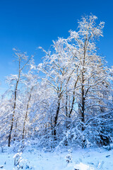 Trees covered with snow in Taunus/Germany in winter against a blue sky