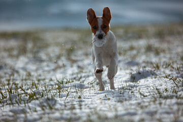 Jack russel © marcinbawiec