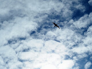 Blue sky with clouds and a flying swan. Bird migration. Ecological and environmental problems