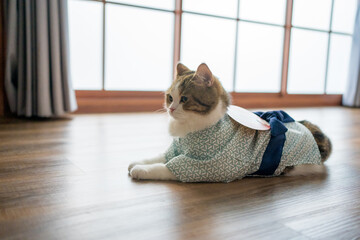 travel japan concept with scottish cat wear japan style cloth
