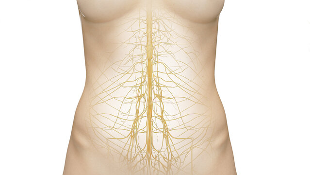 3D Rendered Medical Illustration of Female Anatomy - Nervous system