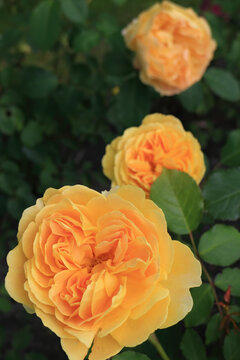 Wunderschöne gelbe Rose im Garten