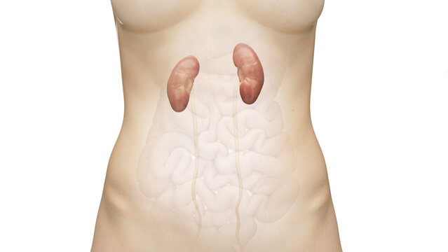 3D Rendered Medical Illustration of Female Anatomy - Kidneys