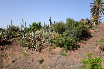 Cactus in the Fuerteventura Botanical Garden
