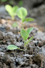 closeup the ripe green cauliflower plant with soil heap growing in the farm soft focus natural green brown background.
