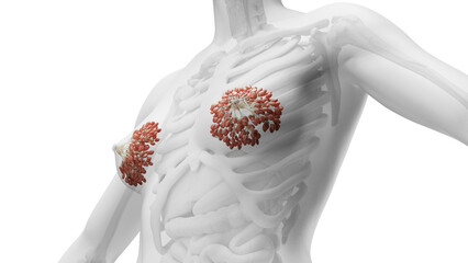 3D Rendered Medical Illustration of Female Anatomy - mammary glands.