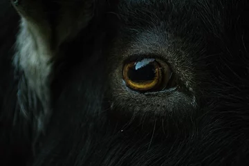 Fototapeten Kuh Closeup of an eye of a black cow  © Peter Badida/Wirestock Creators