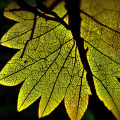 beautiful leaf background for illustration