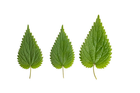 Green fresh nettle leaves. botanical pattern
