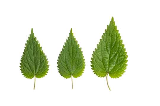 Green fresh nettle leaves. botanical pattern
