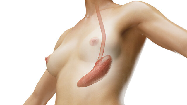 3D Rendered Medical Illustration of Female Anatomy - the stomach.