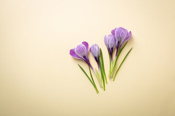 Top view of saffron flowers spring concept copy space beige surface
