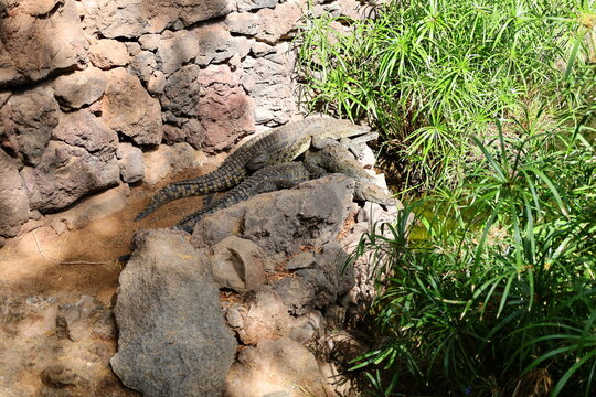 Animal in the Fuerteventura Botanical Garden

