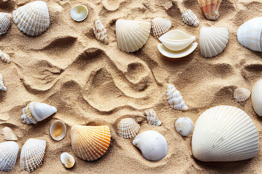 Sandy beach with shells illustration