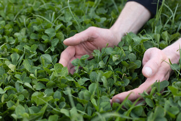 Naklejka na ściany i meble Mans hands touching fresh green clover. Farming.