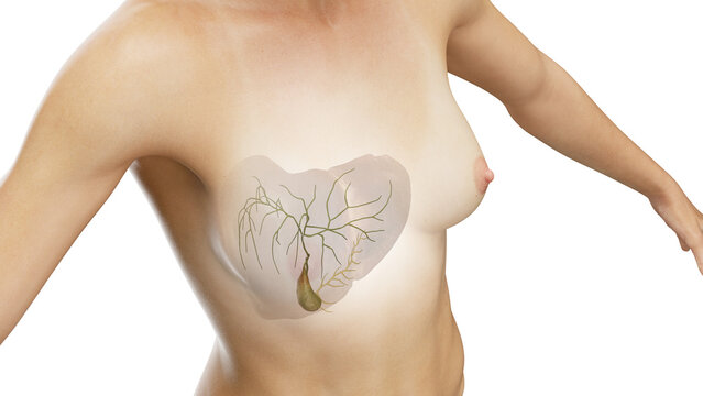 3D Rendered Medical Illustration of Female Anatomy - The gallbladder.