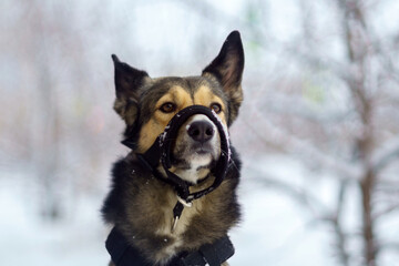 Husky dog with a muzzle in winter, close-up. Winter season. Selective focus