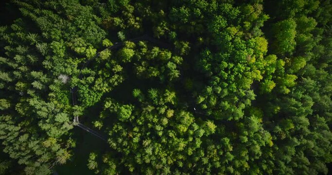 Beautiful Aerial View Of Treetop Walkway Path Located In Anyksciai, Lithuania, Eastern Europe. Top Down Landing Camera Angle. Walkway Between Bright Green Forest Visible. High Quality Footage.