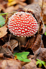 View of vibrant red Amanita muscaria, commonly known as the fly agaric or fly amanita