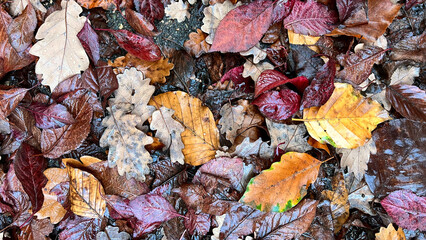 Autumn leaves nature wallpaper, brown and yellow . High quality photo
