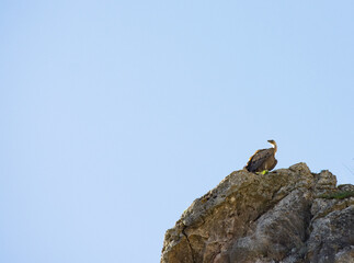 Griffon Vulture sitting on stone 