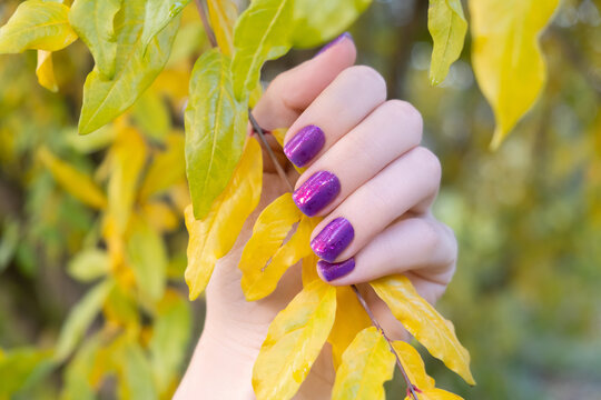 Female hand with autumn nail design. Glitter purple nail polish manicure. Female hand hold autumn pomegrande branch.