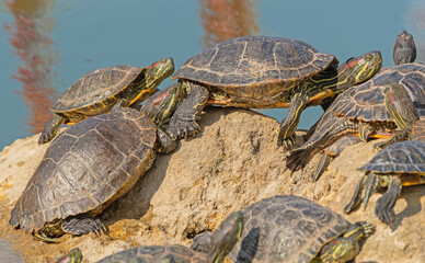 red-eared turtle basking in the sun