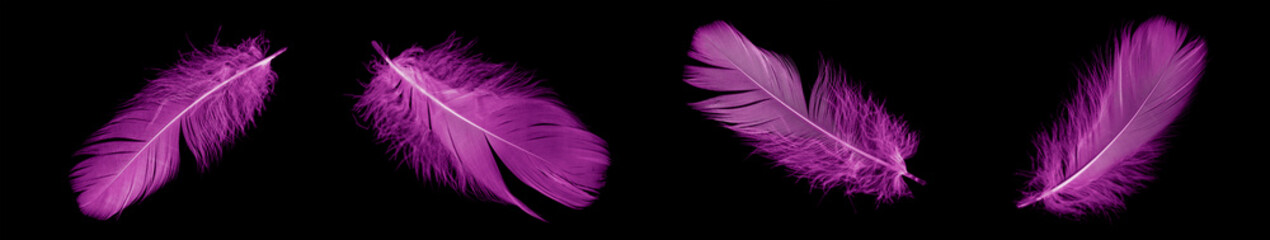 violet feather goose on a black isolated background