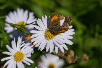 Obraz premium Female Brown Hairstreak (Thecla betulae) butterfly with partially open wings sitting on a daisy in Zurich, Switzerland