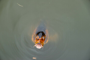 koi carp fish in the water with mouth open	 - obrazy, fototapety, plakaty