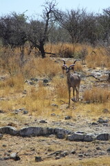 Kudu arriving