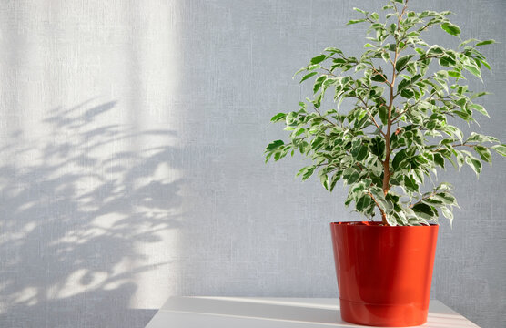 Green plant ficus on a wooden white pedestal. Evergreens in the interior of houses, cafes and restaurants. House plant care.