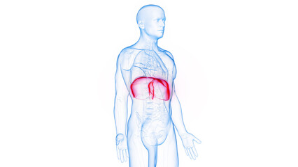 3D Rendered Medical Illustration of Male Anatomy - The Diaphragm.