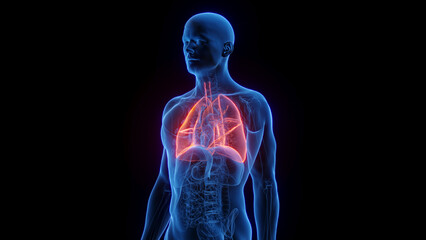 3D Rendered Medical Illustration of Male Anatomy - The Lungs