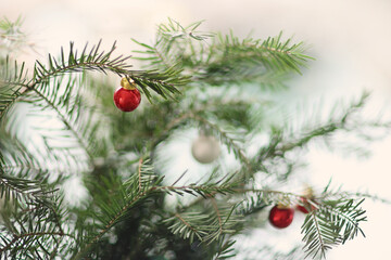 Fototapeta na wymiar Red and white christmas balls on green fir tree branch with white background and copy space