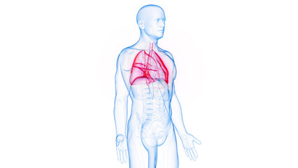 3D Rendered Medical Illustration of Male Anatomy - The Lungs.