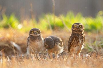 A family of a burrowing owl on the nat