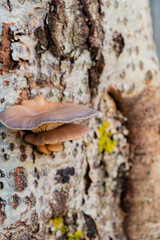 Group of mushrooms Pleurotus ostreatus (oyster mushroom, oyster fungus, hiratake) growing on trunk in forest.