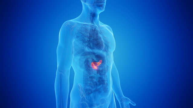 3D Rendered Medical Illustration of Male Anatomy - The Pancreas.