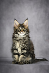 tabby maine coon kitten sitting on grey studio background