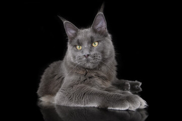 beautiful big maine coon cat lying down on black background