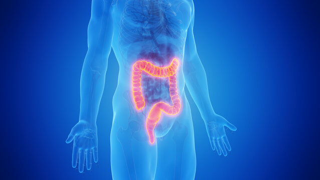 3D Rendered Medical Illustration of Male Anatomy - The Colon. Blue Background