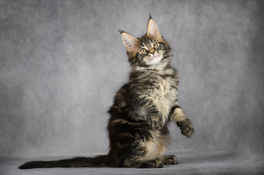 adorable happy maine coon kitten posing on grey studio background